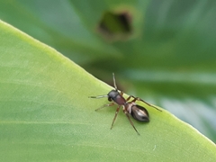 Myrmarachnini