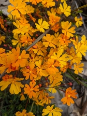 Hibbertia stellaris