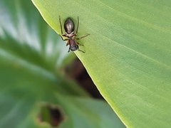 Myrmarachnini