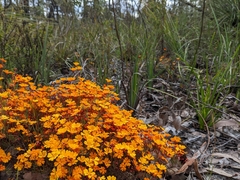 Hibbertia stellaris