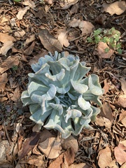 Echeveria runyonii