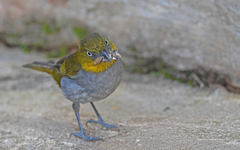 Chlorospingus flavigularis