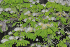 Chloroleucon foliolosum