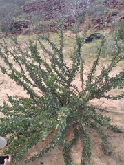 Fouquieria diguetii