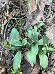Chiloglottis triceratops