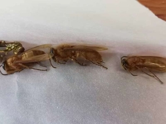 Provespa barthelemyi