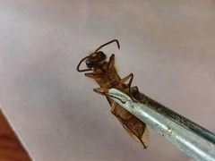 Provespa barthelemyi