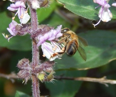 Apis mellifera scutellata