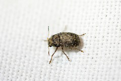 Araecerus