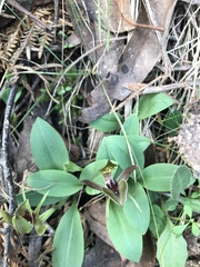 Chiloglottis triceratops