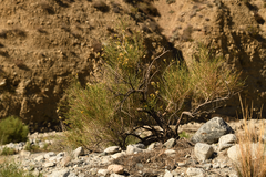 Lepidospartum squamatum