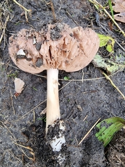 Volvopluteus gloiocephalus
