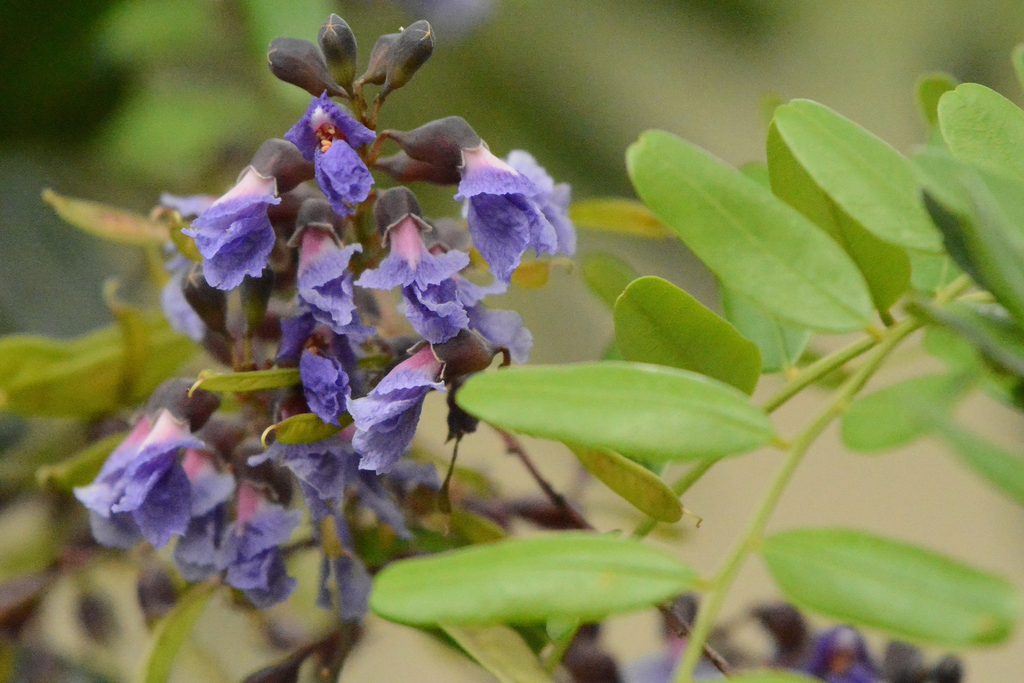 Bowdichia virgilioides (Guia de plantas de Brasília) · iNaturalist