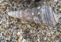 Pyrazus ebeninus