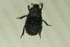 Trogidae