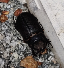 Oryctes rhinoceros