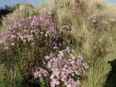 Senecio glastifolius