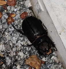 Oryctes rhinoceros