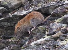 Craseomys rufocanus