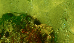 Sillaginodes punctatus