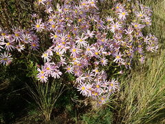 Senecio glastifolius