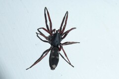 Lampona cylindrata