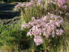 Senecio glastifolius