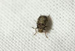 Araecerus