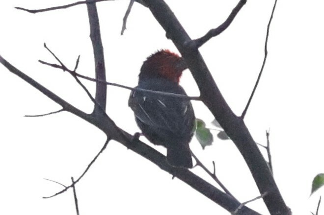 Black-billed Barbet (Lybius guifsobalito), photo 10