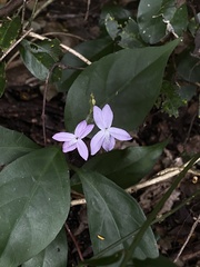 Pseuderanthemum