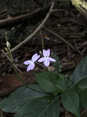 Pseuderanthemum