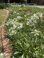 Agapanthus