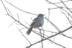 Cercotrichas hartlaubi