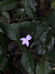 Pseuderanthemum