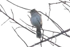 Cercotrichas hartlaubi