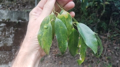 Cinnamomum insularimontanum