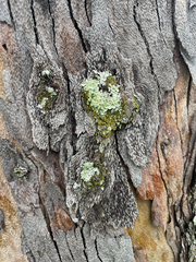 Eucalyptus siderophloia