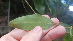 Cinnamomum insularimontanum