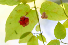 Euonymus occidentalis