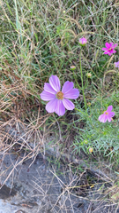 Cosmos bipinnatus