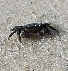 Pachygrapsus