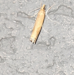 Scirpophaga incertulas