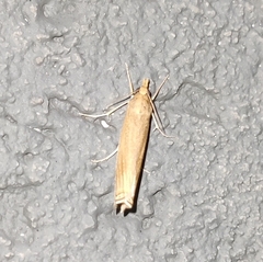 Scirpophaga incertulas