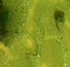 Sillaginodes punctatus