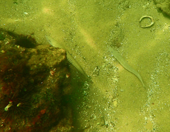 Sillaginodes punctatus