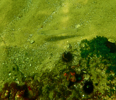 Sillaginodes punctatus