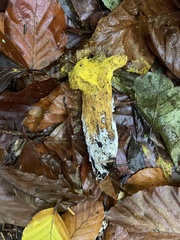 Hypomyces