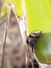 Opisthoncus polyphemus