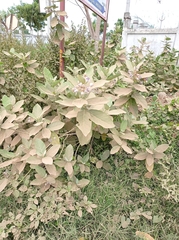 Calotropis gigantea