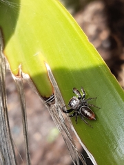 Opisthoncus polyphemus